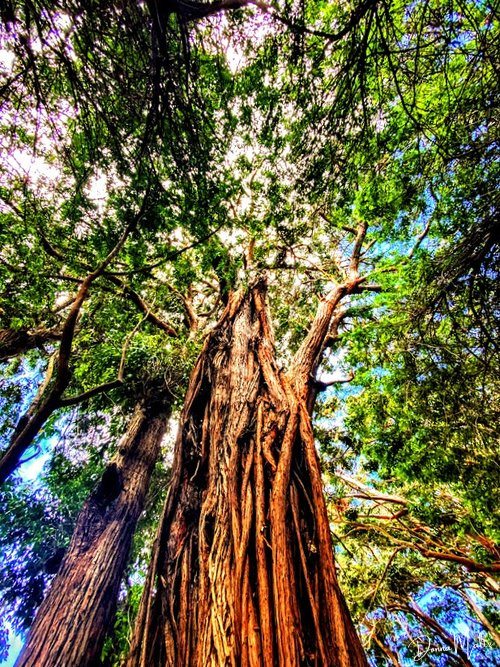 Mero Wings Forest Tree Pod 特大 メロウイングス Mero Wings Forest Tree Pod 特大 メロウイングス Mero Wings Forest